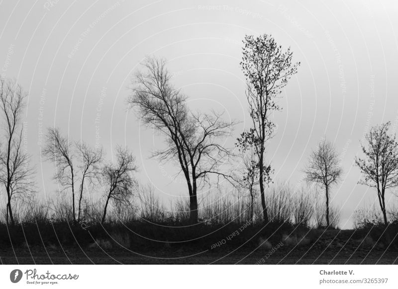 Dunkle Bäume heben sich vom grauen Winterhimmel ab - ein filigran melancholischer Scherenschnitt Umwelt Natur Landschaft Pflanze schlechtes Wetter Baum