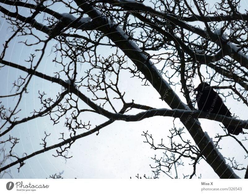 Krähe im Winter Schnee Baum Tier Wildtier Vogel 1 kalt schwarz Gefühle Stimmung Trauer Tod Ast Zweig überwintern Farbfoto Gedeckte Farben Außenaufnahme