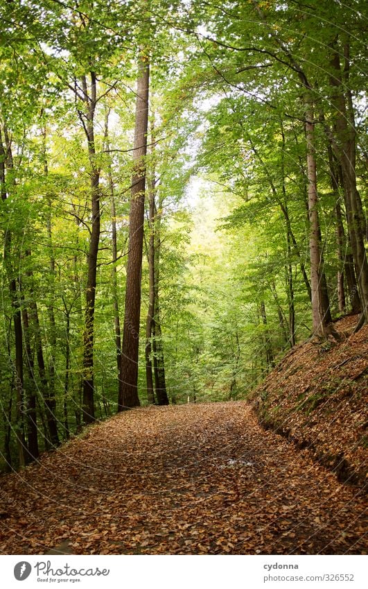 Im Grünen Wohlgefühl Erholung ruhig Ferien & Urlaub & Reisen Tourismus Ausflug Abenteuer Freiheit wandern Umwelt Natur Landschaft Herbst Baum Wald Einsamkeit