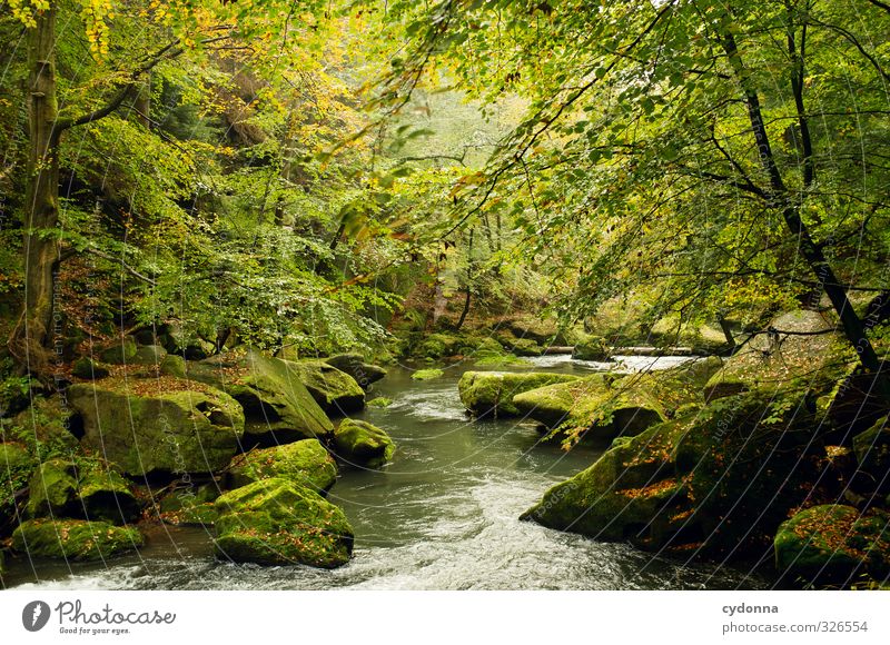 Fototapete harmonisch Erholung Ferien & Urlaub & Reisen Ausflug Abenteuer wandern Umwelt Natur Landschaft Wasser Herbst Baum Moos Wald Felsen Bach Fluss