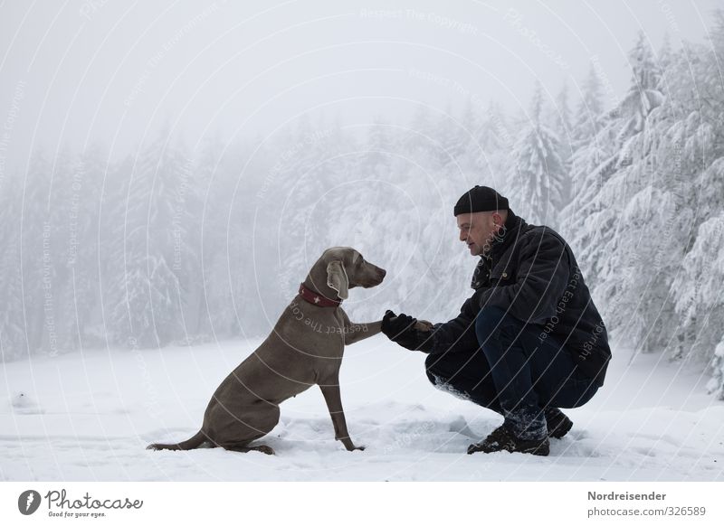 Mann mit Weimaraner Jaghund in einem verschneiten Wald Leben harmonisch Sinnesorgane Erholung ruhig Meditation Ausflug Winter Schnee wandern Mensch Erwachsene