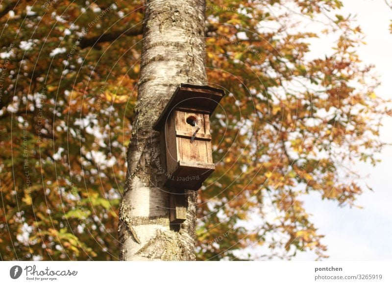 Vogelhaus hängt am Baum im Herbst Umwelt Natur Sträucher Blatt Garten Park Holz Verantwortung achtsam ruhig Futterhäuschen Birke Schutz Sicherheit Haus