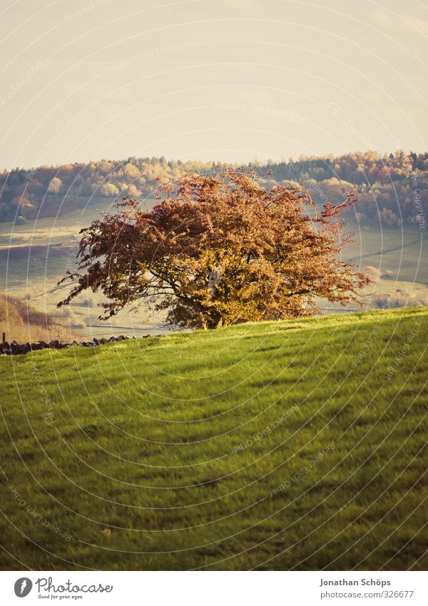 britische Landschaft I Umwelt Natur Herbst Schönes Wetter Baum Gras Grünpflanze ästhetisch Baum des Lebens Mitte Berghang leer England Englisch Großbritannien