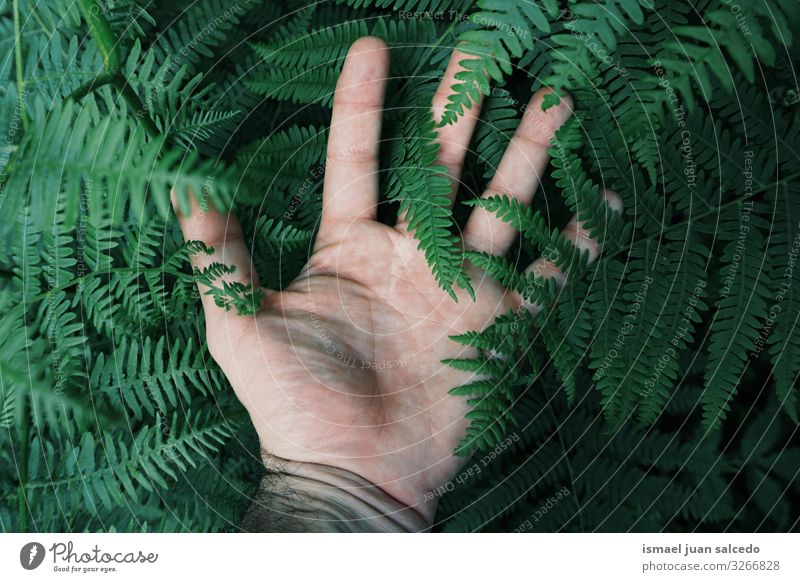 Mann berührt die grünen Farne und fühlt die Natur. Hand Pflanze Finger Körperteil Gefühle berühren Tastsinn Garten geblümt natürlich frisch Außenaufnahme