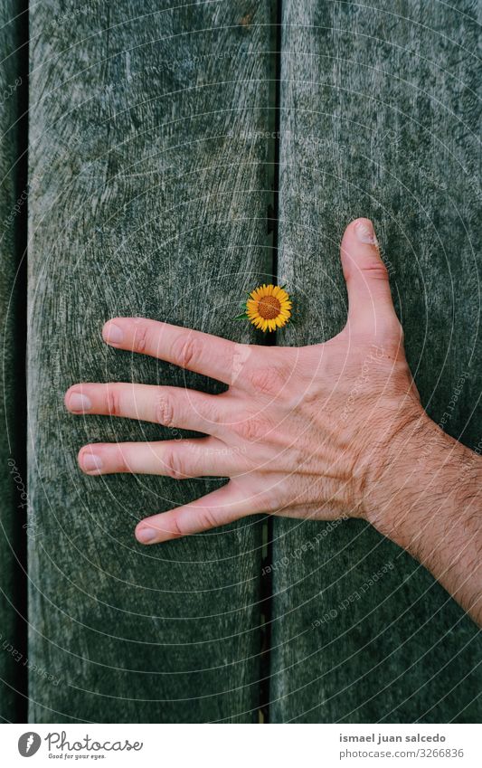 Männerhand und schöne gelbe Blume Hand Finger Körperteil Blütenblatt Pflanze Garten geblümt Natur Dekoration & Verzierung frisch Außenaufnahme Romantik Mode