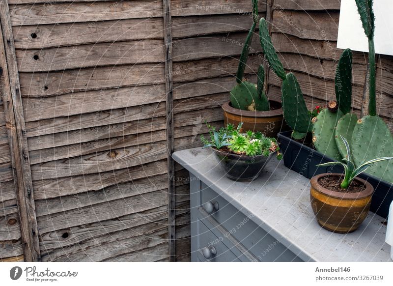 Holzwand mit Kaktuspflanzen in Töpfen auf Schrank, Teller Topf kaufen Design schön Freizeit & Hobby Haus Dekoration & Verzierung Möbel Tisch Küche Natur Pflanze