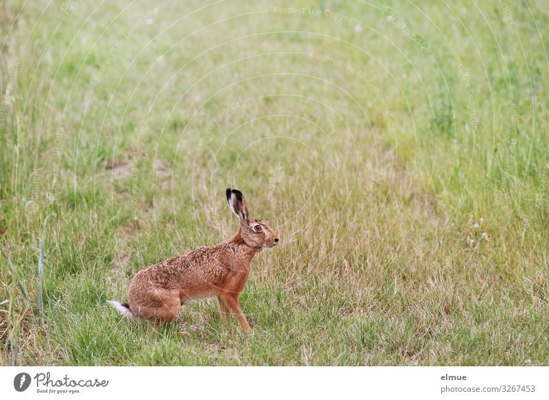 Schreckstarre Tier Sommer Gras Wiese Wildtier Hase & Kaninchen Osterhase Löffel hören sitzen warten authentisch elegant klein lecker braun Todesangst Misstrauen