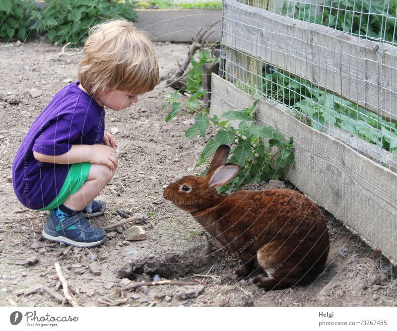 kleiner Junge hockt in einem Außengehege und schaut ein braunes Kaninchen an Mensch maskulin Kleinkind Kindheit 1 1-3 Jahre Umwelt Natur Pflanze Tier Sommer