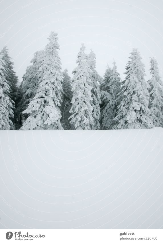 schwarzweißgrau mit Textfreiraum unten Natur Landschaft Winter Wetter schlechtes Wetter Nebel Schnee Schneefall Pflanze Tanne Wald kalt Winterwald Winterschlaf