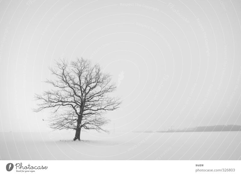 Lautlos im Schnee Winter Umwelt Natur Landschaft Pflanze Urelemente Himmel Wolkenloser Himmel Horizont Klima Nebel Baum Traurigkeit authentisch hell kalt
