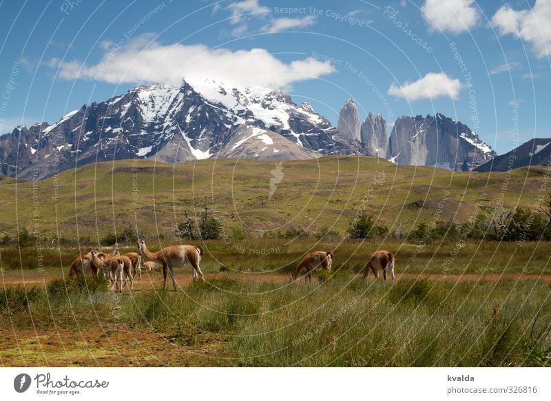 Patagonien / Torres des Paine Natur Landschaft Pflanze Tier Sommer Berge u. Gebirge Torres del  Paine Torres del Paine NP Anden Gipfel Schneebedeckte Gipfel