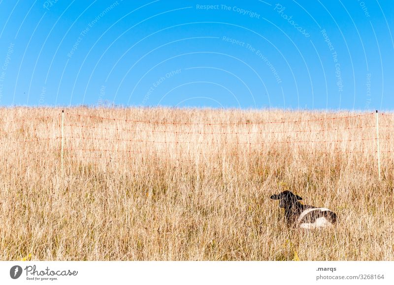 Suchbild Wolkenloser Himmel Schönes Wetter Gras Weide trocken heiß Lamm Schaf liegen Erholung verstecken hell