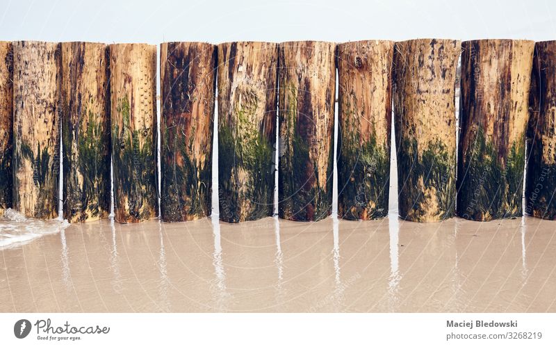 Groyne teilweise mit Algen bedeckt an einem Strand Ferien & Urlaub & Reisen Tourismus Meer Sand nass Schutz Buhne Wasser Hintergrund Beitrag Reihe Holz