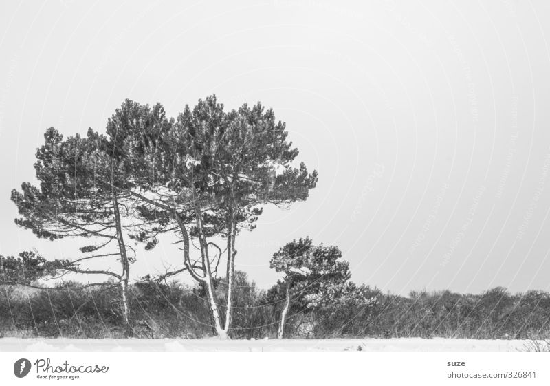 Schwarzweißgrau | im Winter Umwelt Natur Landschaft Urelemente Himmel Wolkenloser Himmel Schnee Baum Sträucher ästhetisch kalt trist Gefühle Traurigkeit