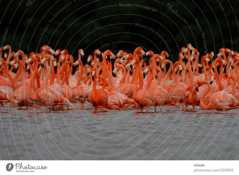 Größere Flamingos Tier Wildtier Vogel Tiergesicht Flügel Tiergruppe Schwarm Teleskop Wasser Fährte Schwimmen & Baden Bewegung entdecken laufen Spielen Tanzen