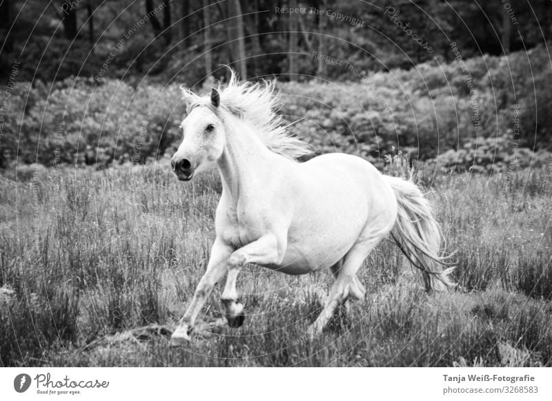 Connemara Pony Freiheit Landschaft Wiese Tier Pferd 1 laufen sportlich frei Unendlichkeit Kraft Ausgelassenheit Schwarzweißfoto Außenaufnahme Tag Tierporträt
