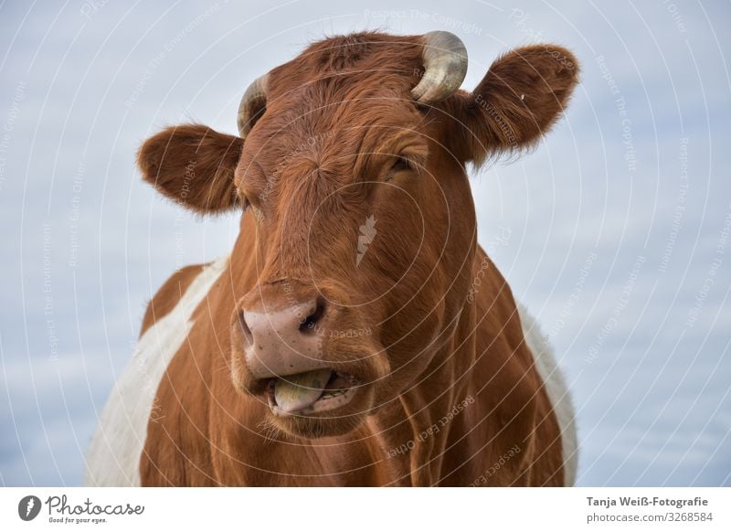 Hallo, und wer bist du? Tier Nutztier Kuh Tiergesicht 1 verrückt Farbfoto Außenaufnahme Tag Blick in die Kamera