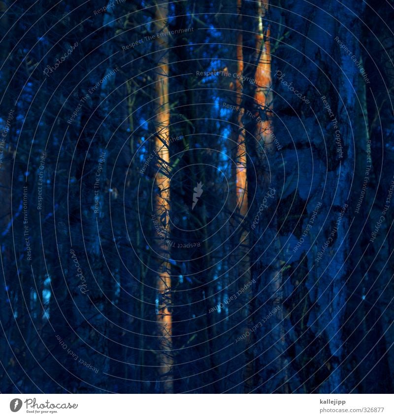 wald, wald Umwelt Natur Baum Wald blau orange Baumstamm Doppelbelichtung Baumrinde Birke Abendsonne Kiefer Farbfoto mehrfarbig Außenaufnahme Experiment