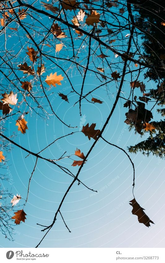 blick nach oben Umwelt Natur Himmel Wolkenloser Himmel Herbst Schönes Wetter Baum Blatt ästhetisch Farbfoto Außenaufnahme Menschenleer Tag Sonnenlicht