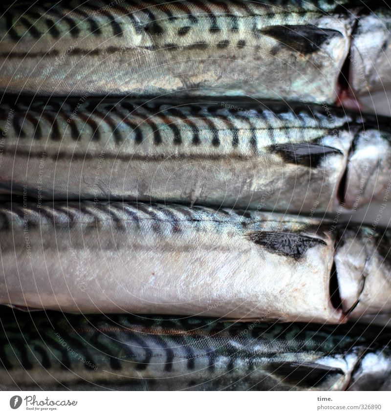 Esswahn | Freitagsritual Lebensmittel Fisch Ernährung Totes Tier Schuppen Makrele 4 glänzend Begierde Tod Appetit & Hunger Schmerz Enttäuschung Genusssucht