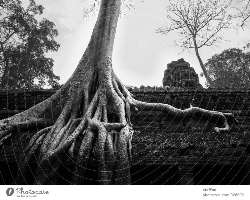 ROOTS|ROOF|OOF Umwelt Baum Angkor Wat Siem Reap Kambodscha Asien Ruine Sehenswürdigkeit Wahrzeichen ästhetisch außergewöhnlich Tempel Wurzel luftwurzel