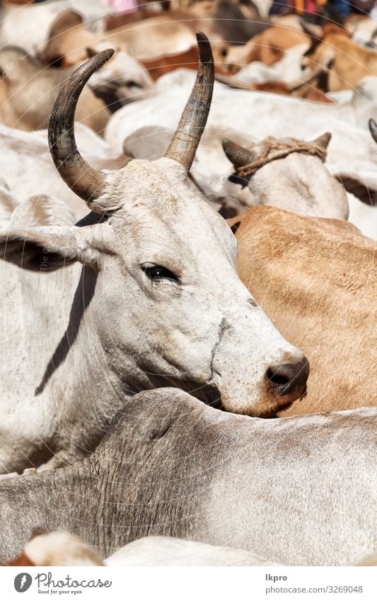 auf dem Tiermarkt viele Stiere Gesicht Leben Seil Natur Kuh Herde stark wild schwarz weiß gefährlich Bulle Kopf Bauernhof Rind Hörner vereinzelt Säugetier Feld