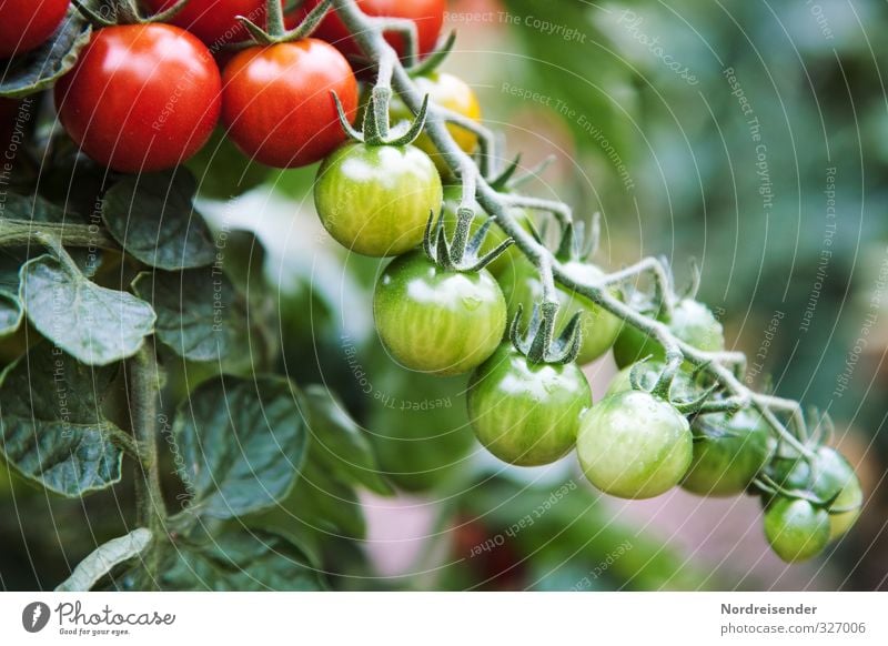 Tomatenzeit Lebensmittel Gemüse Ernährung Bioprodukte Vegetarische Ernährung Diät Italienische Küche Garten Natur Pflanze Sommer Nutzpflanze Wachstum frisch