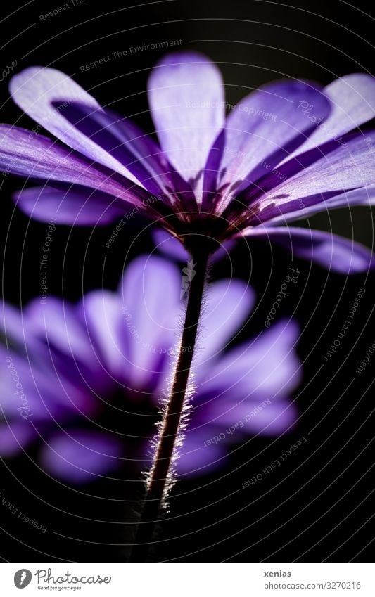violette Anemone aus Froschperspektive Frühling Pflanze Blume Anemonen Frühlingsblume Stengel Strahlenanemone unten weich schwarz Xenias Außenaufnahme