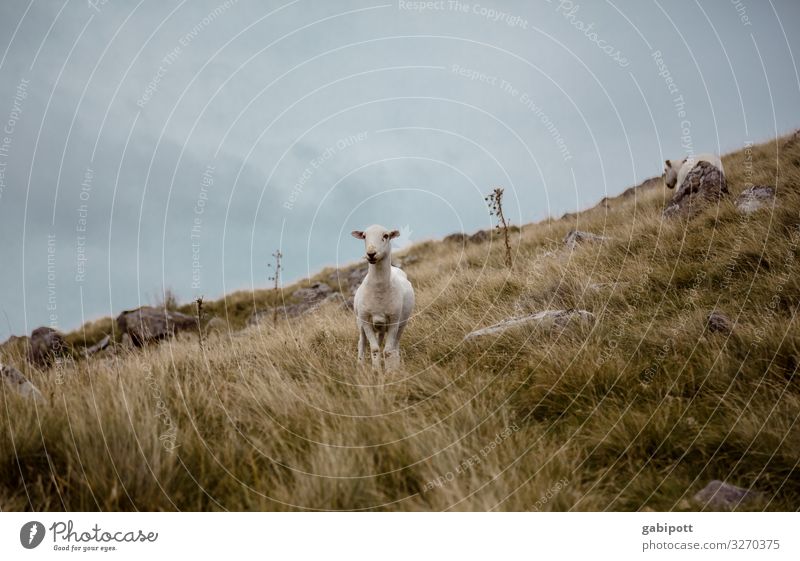 Walisische Mähmaschine Natur Urelemente Erde Himmel Sommer Wetter Nebel Wiese Hügel Berge u. Gebirge Wales Großbritannien Tier Nutztier Schaf 1 2