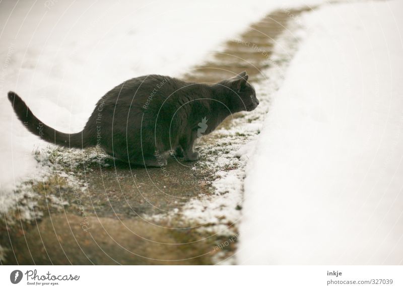 Schneegrenze Winter Garten Park Wege & Pfade Fußweg Tier Haustier Katze british kurzhaar Hauskatze 1 beobachten entdecken hocken Jagd springen kalt selbstbewußt
