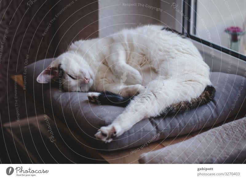 1200 - erstma ausruhn Tier Haustier Katze Erholung liegen schlafen träumen alt natürlich niedlich Originalität weich Gelassenheit Pause unschuldig