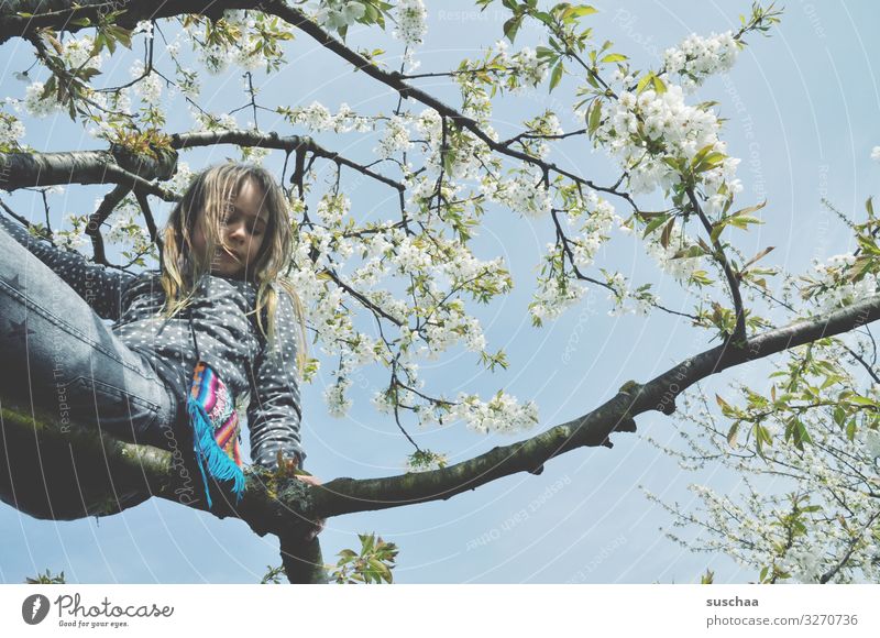 mädchen sitzt auf einem ast in einem frühlingsbaum Baum Ast blühen Blüte Frühling oben Klettern Kind Mädchen jungenhaft Freude Lebensfreude Natur wild