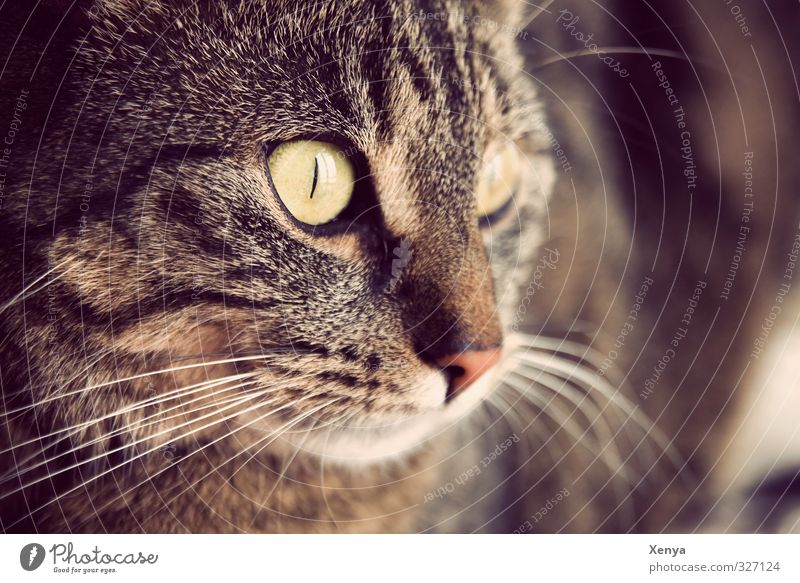 Lola Tier Haustier Katze 1 beobachten Neugier braun Warmherzigkeit ruhig Miau Auge Wachsamkeit wach Detailaufnahme Textfreiraum rechts Tag