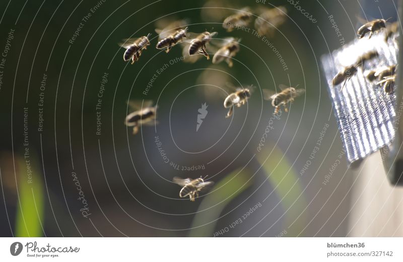 Betriebsausflug Tier Nutztier Biene Schwarm fliegen tragen ästhetisch klein schön Lebensfreude Frühlingsgefühle diszipliniert Ausdauer Bewegung Teamwork