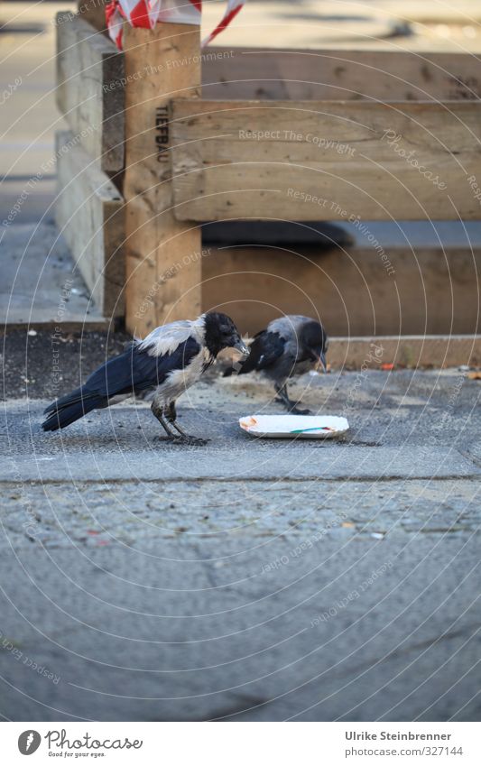 Berliner Currywurst ... Stadtzentrum Straße Tier Wildtier Vogel Krähe 2 Tierpaar Fressen stehen klug grau schwarz Überleben Pappteller Müll Rest Baustelle Holz