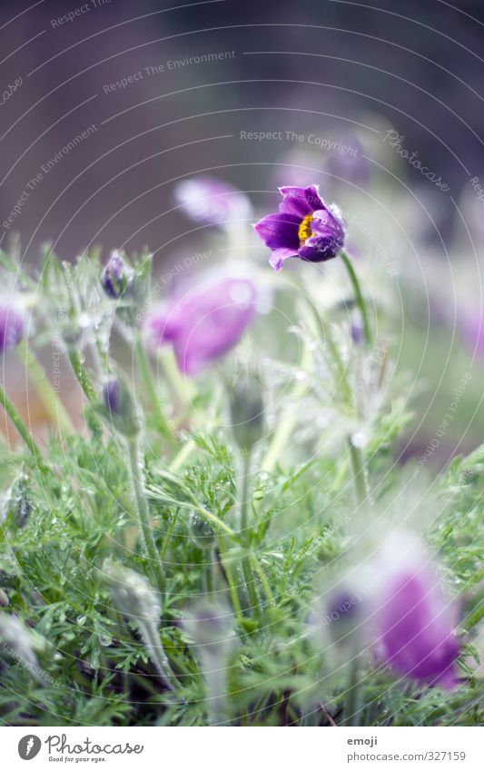 Dehnübung Umwelt Natur Pflanze Wassertropfen Frühling Blume Blüte natürlich grün violett Farbfoto Außenaufnahme Makroaufnahme Menschenleer Tag