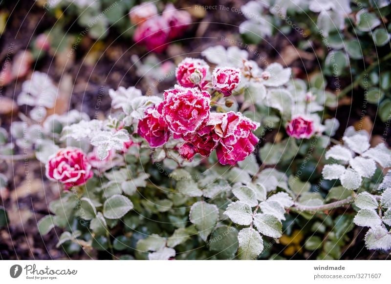 Rosenpflanze mit Raureif überzogen Frost Bodenfrost Herbst Außenaufnahme Farbfoto Nahaufnahme Pflanze kalt gefroren Natur Gedeckte Farben Bodendeckerrose pink
