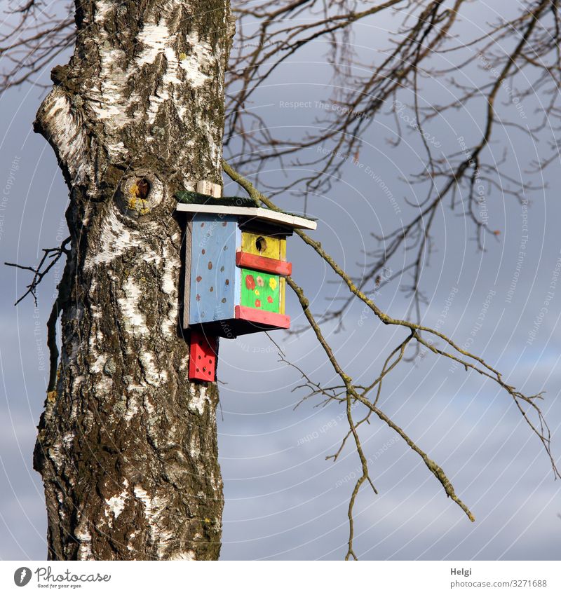 bunt bemaltes Vogelhaus häng an einem Birkenstamm Umwelt Natur Pflanze Himmel Frühling Schönes Wetter Baum Baumstamm Zweig Nistkasten Holz hängen stehen