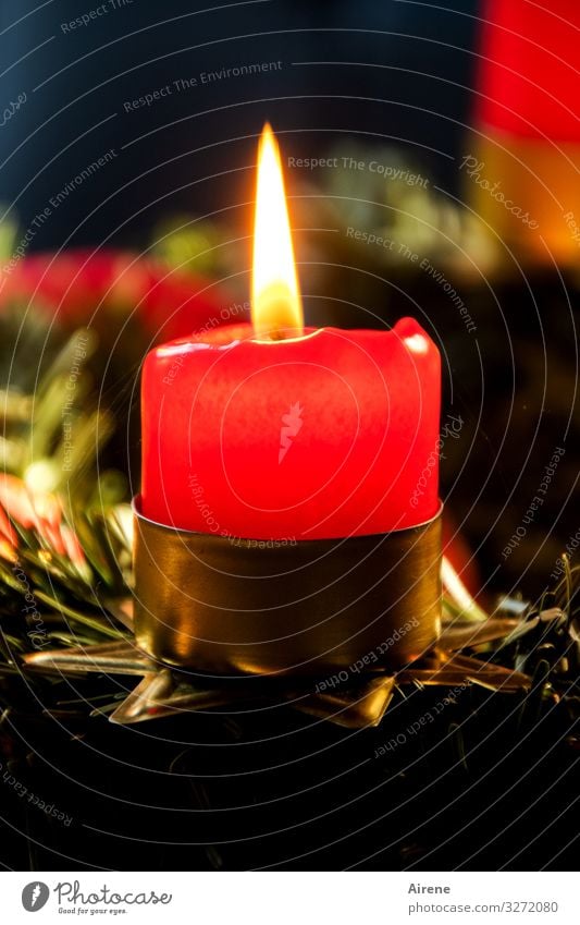 Advent, Advent Dekoration & Verzierung Feste & Feiern Weihnachten & Advent Kerzenschein Winter Adventskranz Kerzenständer Kerzenflamme Tannenzweig Flamme Duft