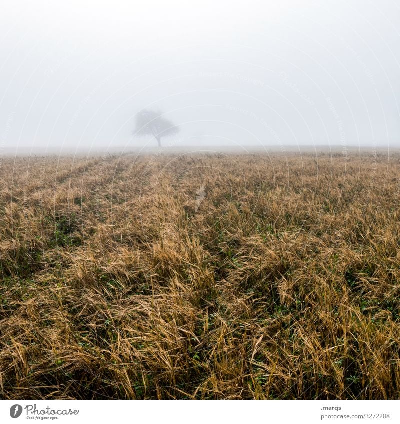 Baum im Nebel Laubbaum Feld ländlich Herbst trist Horizont düster Landschaft Natur Morgendämmerung