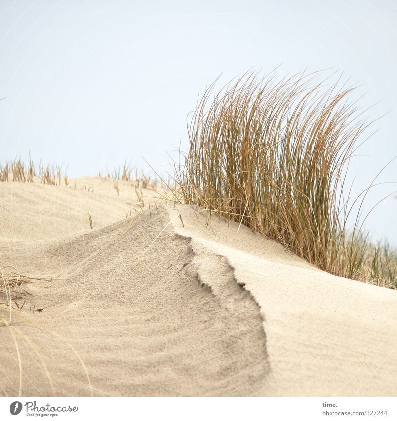 Rømø | Steile Frise Umwelt Natur Landschaft Sand Himmel Schönes Wetter Küste Strand Nordsee Düne Dünengras Wachstum hell Gefühle authentisch beweglich Leben