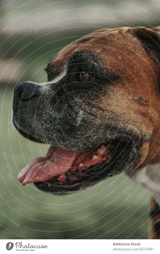 Glücklicher Hund verbringt Zeit auf der Straße Boxer Porträt ausspannen Haustier Tier züchten Atem Gesicht Lifestyle Eckzahn heimisch aufgeregt Wirbeltier