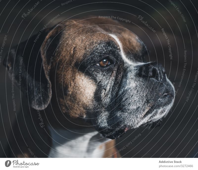 Porträt eines Hundes auf der Straße Boxer Haustier heimisch züchten Gesicht Lifestyle Tier Eckzahn Wirbeltier ernst gehorsam urban Säugetier Windstille