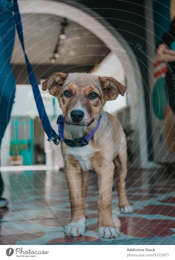 Ruhiger Mischlingshund geht im Gebäude spazieren Hund Welpe Porträt Haustier heimisch Lifestyle Tier Eckzahn Wirbeltier gehorsam anleinen Säugetier schlendern