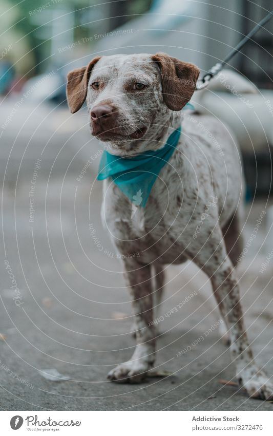 Schwerer Mischlingshund auf der Straße Hund Haustier Porträt ernst heimisch Lifestyle Tier Eckzahn Wirbeltier gehorsam Säugetier Windstille schlendern