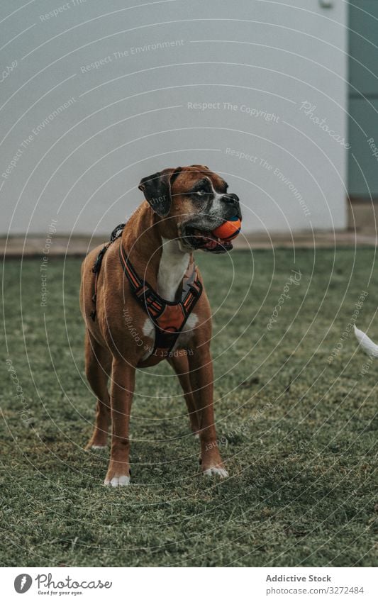 Freundlicher Hund spielt mit dem Ball auf der Straße spielen Boxer Tier Haustier heimisch Lifestyle züchten Eckzahn Kabelbaum Wirbeltier gehorsam Spaziergang