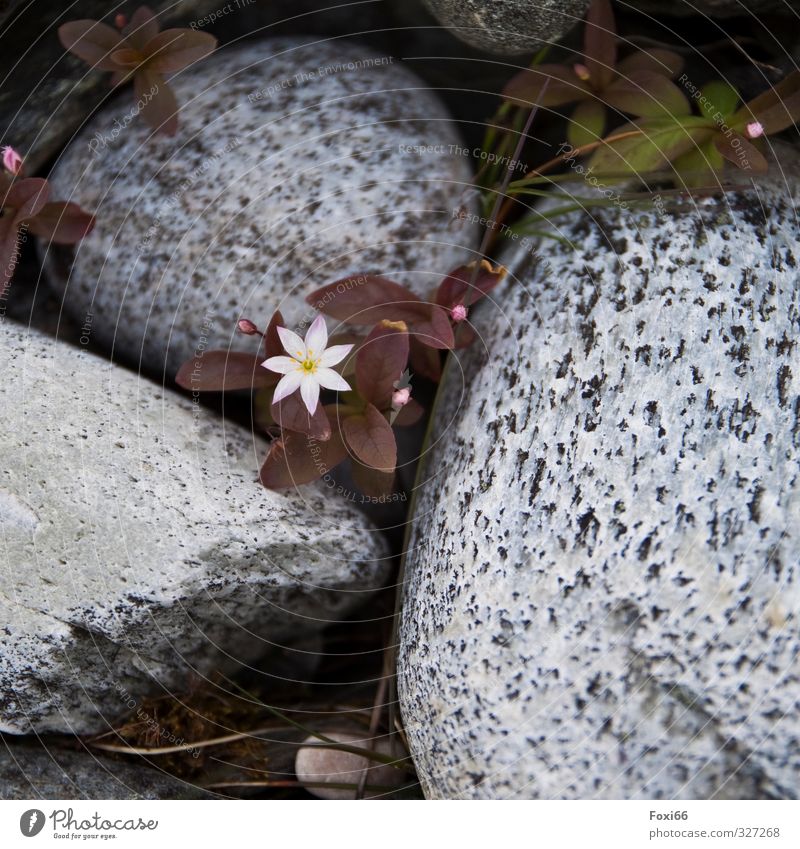 Nordisches Sternchen Pflanze Tier Urelemente Sommer Blume Sträucher Wildpflanze Felsen Stein Duft fest groß natürlich Neugier grün rosa rot schwarz weiß