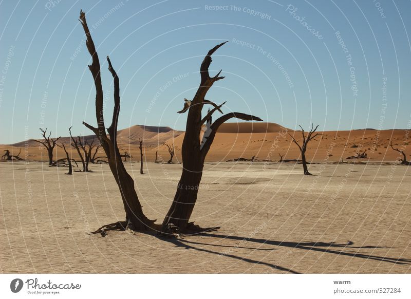 Wassermangel Ferne Namibia Natur Landschaft Erde Sand Wolkenloser Himmel Klimawandel Schönes Wetter Wärme Dürre Baum Wüste blau braun gelb orange Einsamkeit