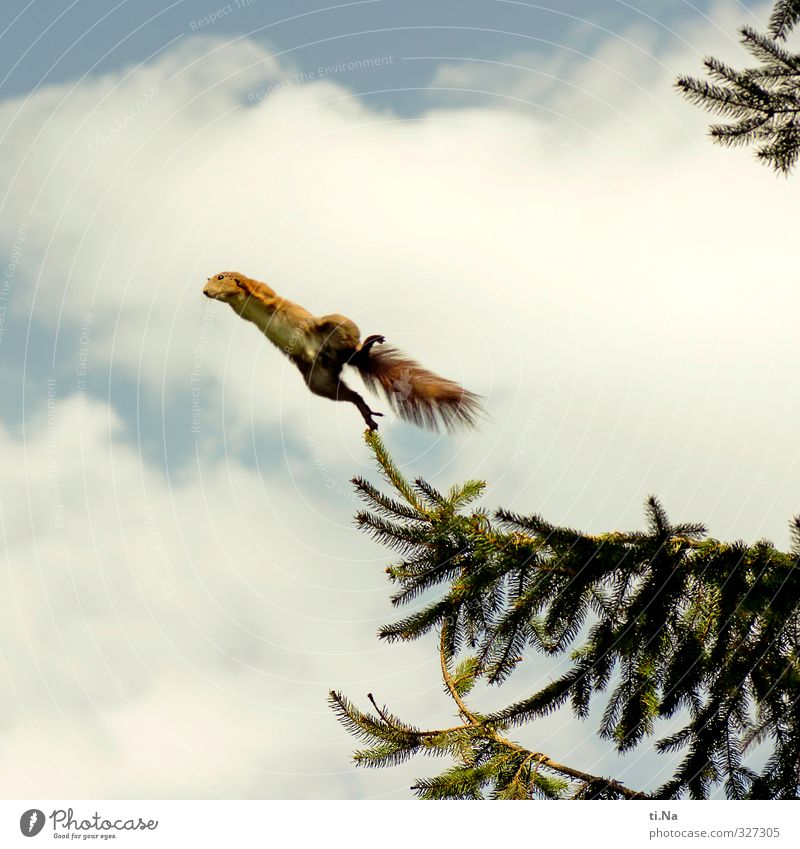 500 | nur fliegen ist schöner Himmel Wolken Schönes Wetter Baum Tannenzweig Garten Wildtier Eichhörnchen springen sportlich elegant frei niedlich blau braun