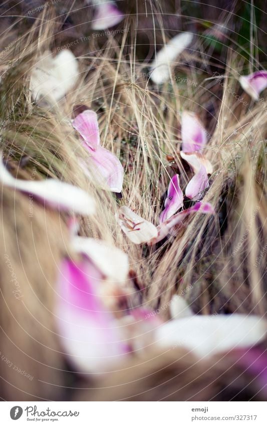 abblättern Umwelt Natur Frühling Pflanze Sträucher Blatt natürlich rosa Blütenblatt Farbfoto Außenaufnahme Nahaufnahme Menschenleer Tag Schwache Tiefenschärfe